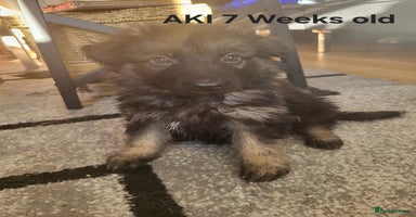 German Shepherd dogs German shepard puppies for sale - Advert 1