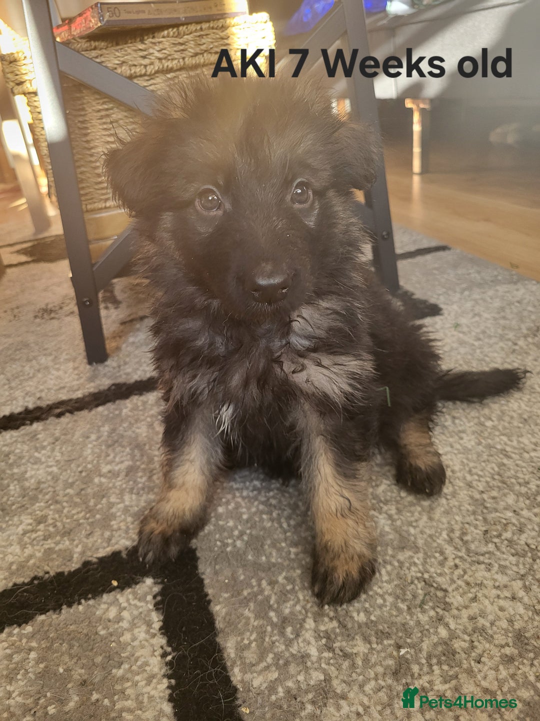 German Shepherd dogs for sale: German shepard puppies for sale - Advert 5