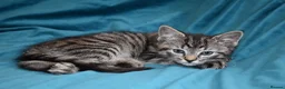Mixed Breed cats for sale: 6 Gorgeous kittens for sale - Advert 29