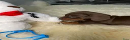 Miniature Dachshund dogs for sale: 3 Beautiful Miniature Dachshunds puppys - Advert 13