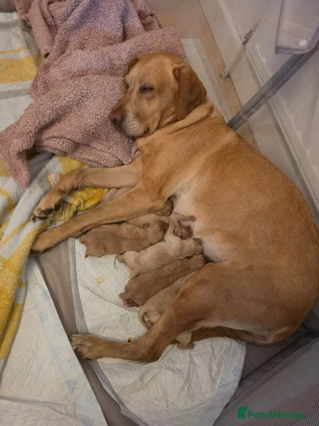 Labrador Retriever dogs for sale: Lab puppies B&G in Great Yarmouth - Advert 18