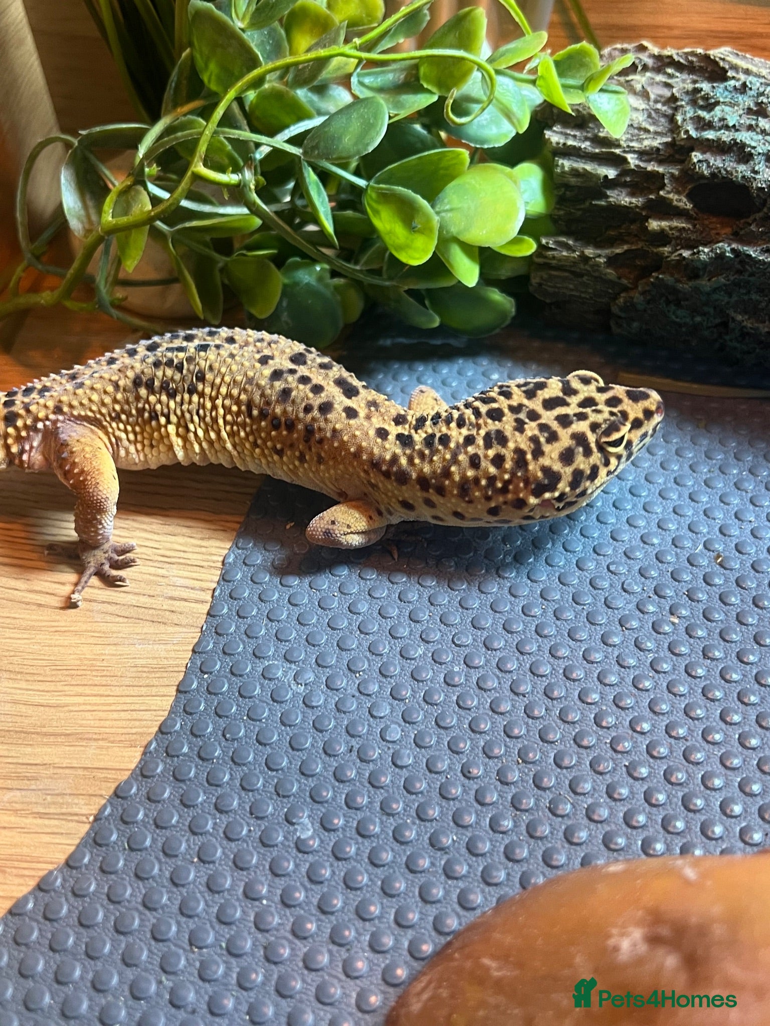 Leopard Gecko reptiles Adult Leopard Gecko and full set up for sale  - Advert 1