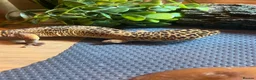 Leopard Gecko reptiles for sale: Adult Leopard Gecko and full set up for sale  in Dunmow - Advert 1