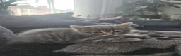 Mixed Breed cats for sale: Kitten need new home in Liverpool - Advert 2
