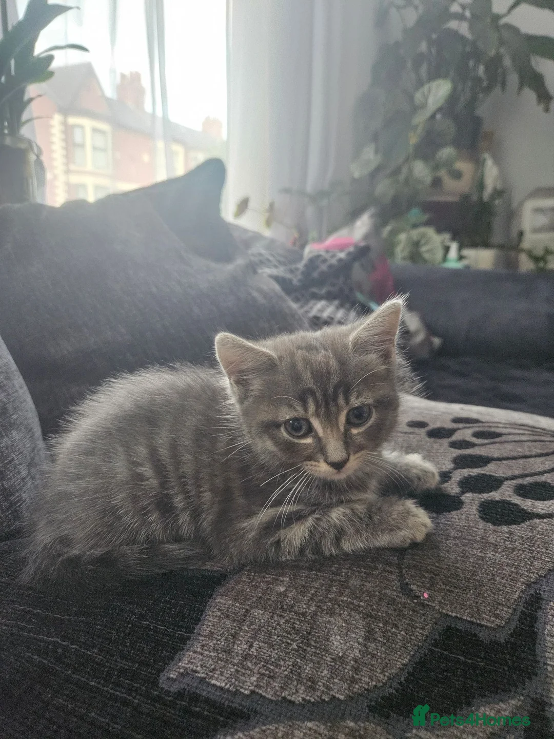 Mixed Breed cats for sale: Kitten need new home in Liverpool - Advert 2