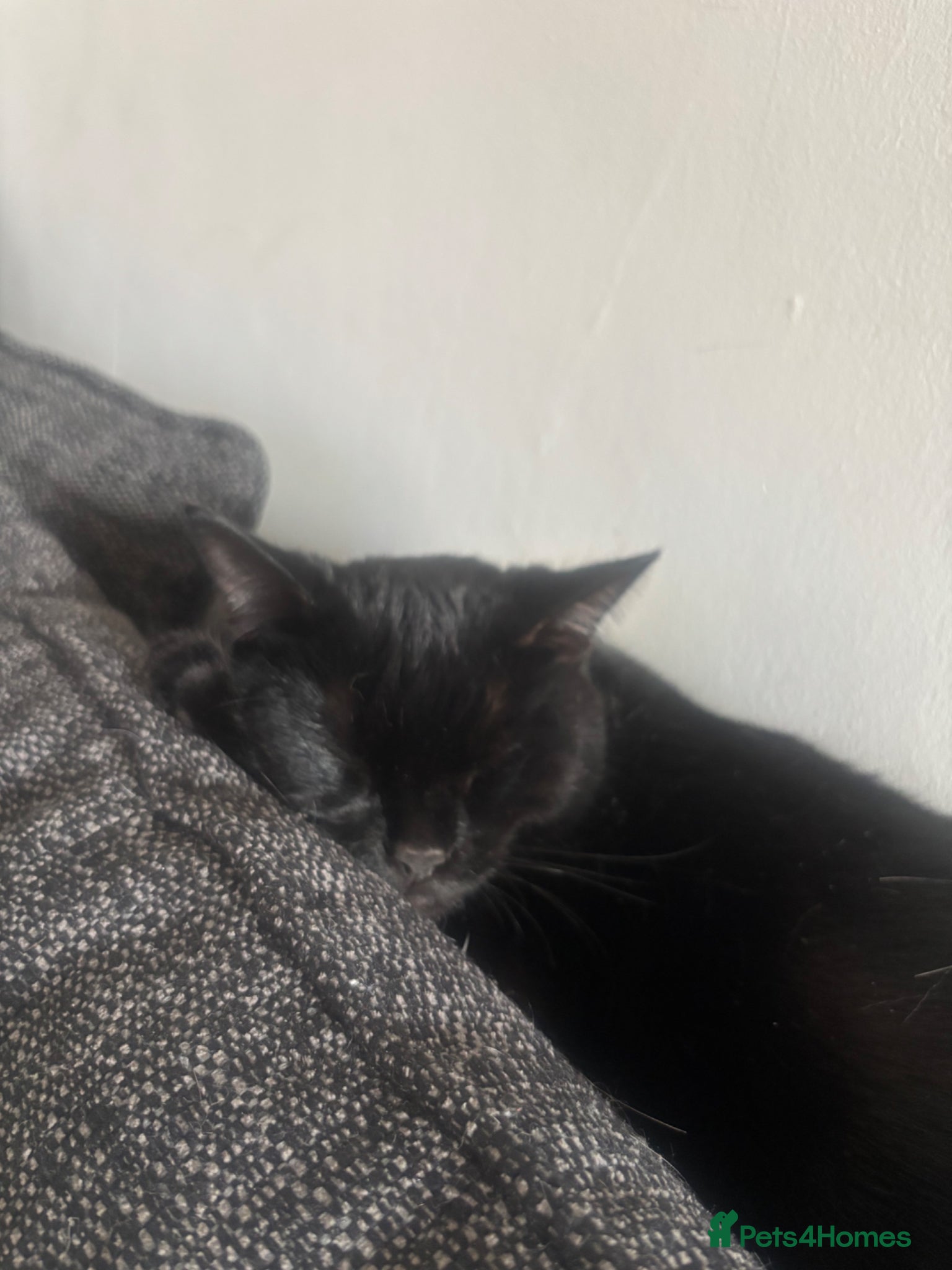 Domestic Shorthair cats Cat for sale 1 year and 2 months old  - Advert 2