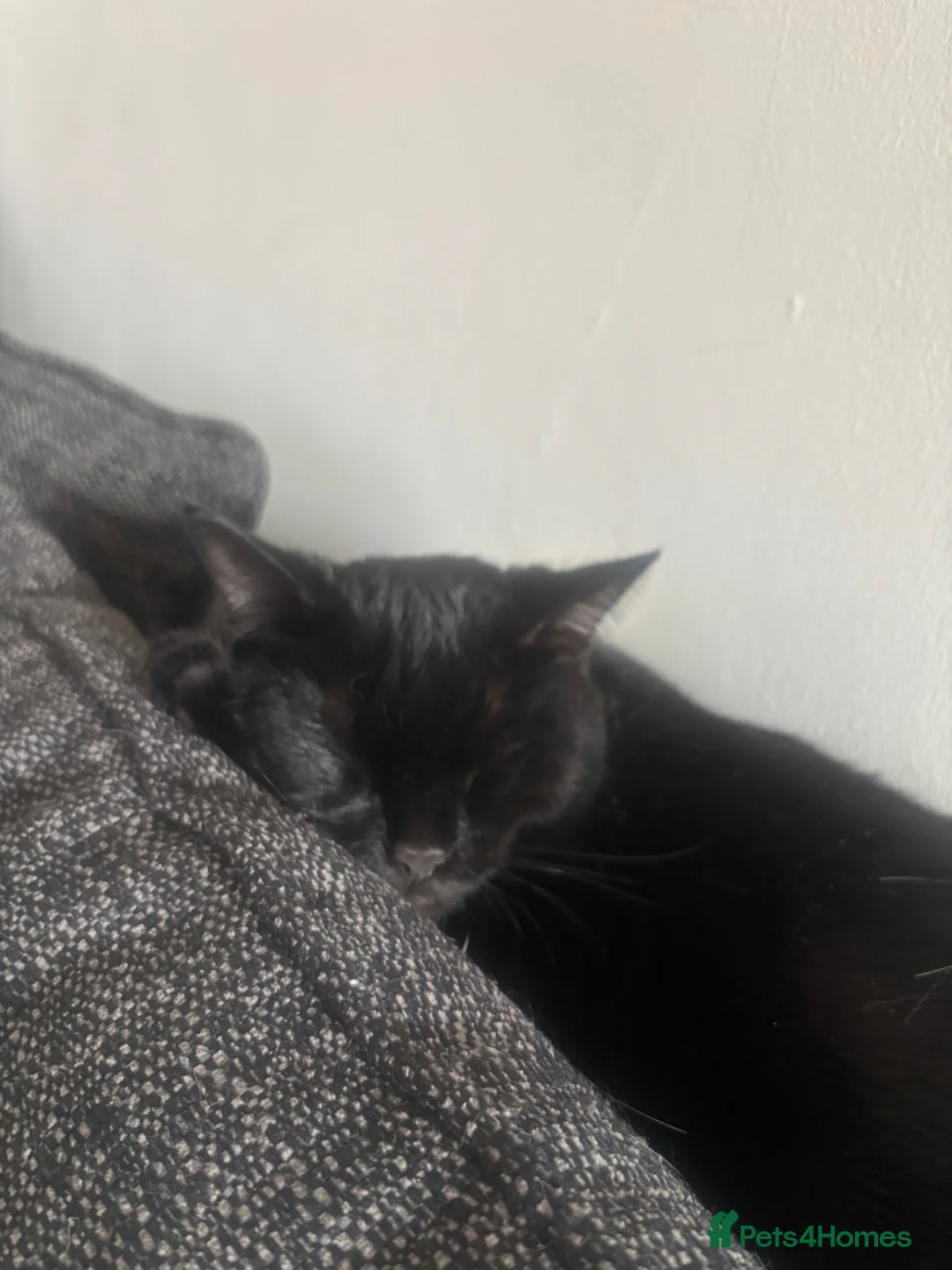 Domestic Shorthair cats for sale: Cat for sale 1 year and 2 months old  - Advert 1