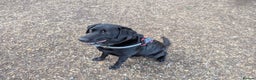 Labrador Retriever dogs for stud: Black Labrador Retriever for stud - Advert 3