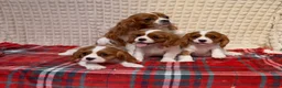Cavalier King Charles Spaniel dogs for sale: STUNNING CAVALIER KING CHARLES BOYS  - Advert 4