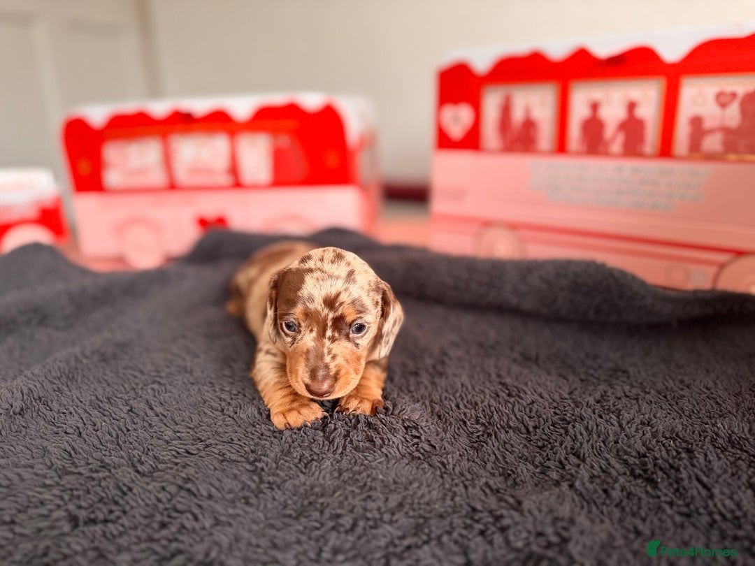 Miniature Dachshund dogs for sale: 🐾 miniature Dachshund 1 LEFT READY IN 2 WEEKS🐾 - Advert 18