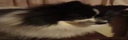 Mixed Breed dogs for sale: Beautiful Cavapoo x babies  - Advert 12