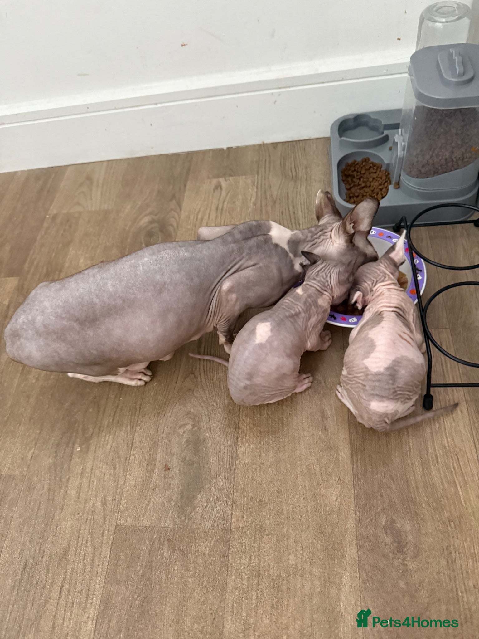 Sphynx cats Beautiful baby sphynx  - Advert 5