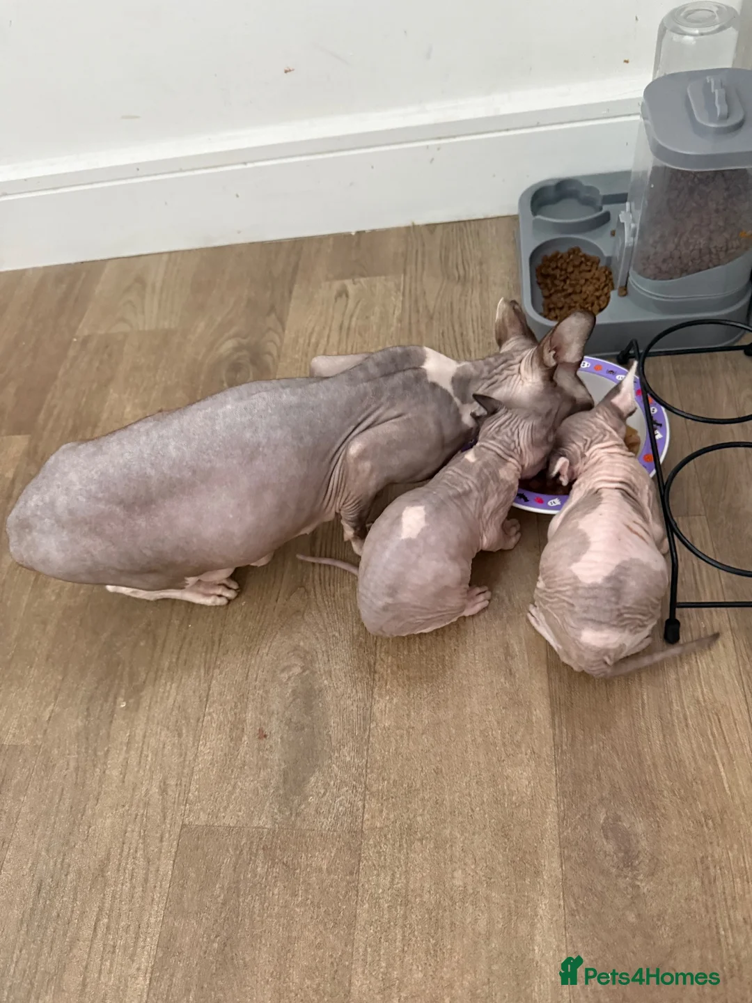 Sphynx cats for sale: Beautiful baby sphynx  in Uttoxeter - Advert 1