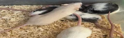 Rat rodents for sale: Young Dumbo Rats For Sale - Advert 5