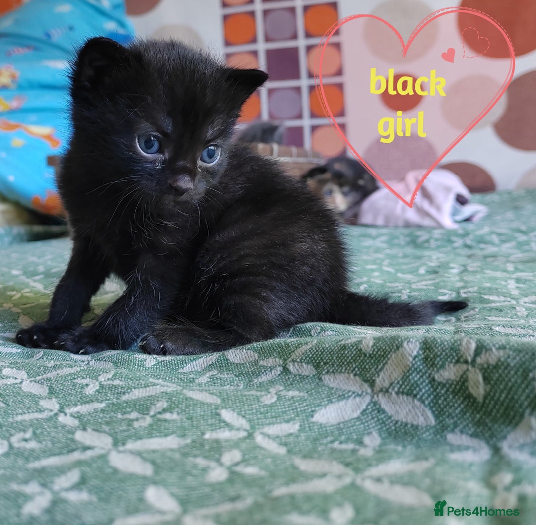 Mixed Breed cats for sale: 6 Gorgeous Kittens Looking for Forever Homes  - Image 9