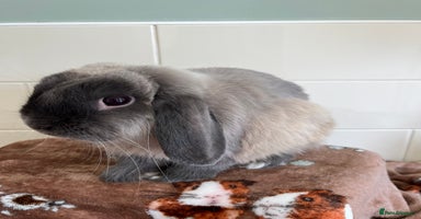 Mini Lop rabbits - Advert 9