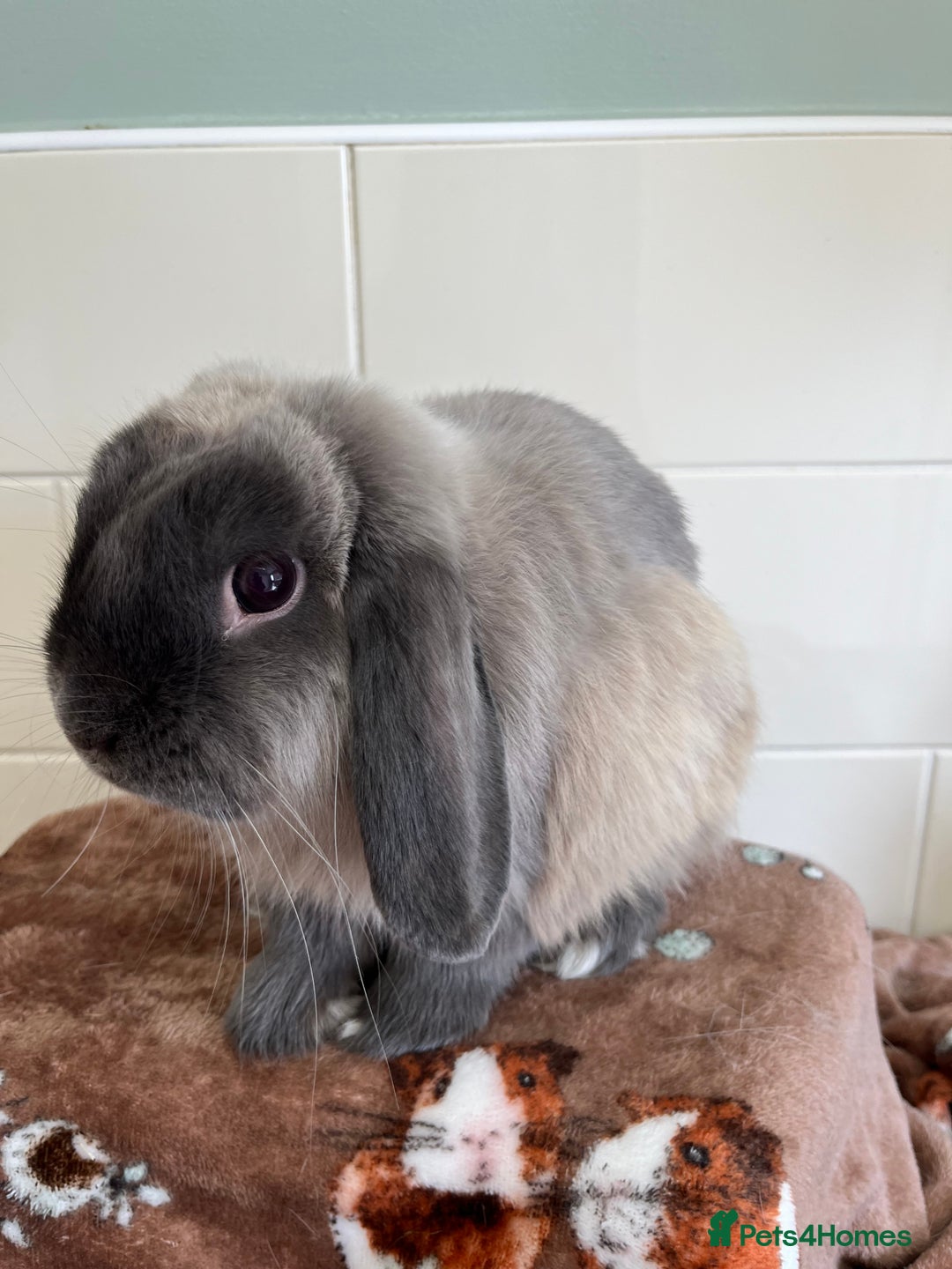 Mini Lop rabbits for sale: 2 ADULT MALES FOR SALE TO LIVE SEPARATELY  - Image 2