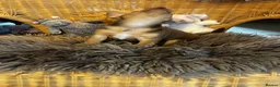 Jack Russell dogs for sale: Lovely, Lively Jack Russell puppies in Pontypool - Advert 15