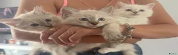 Ragdoll cats for sale: 3 Beautiful Pure Ragdoll Kittens – Blue Eyed  in Abingdon - Advert 5