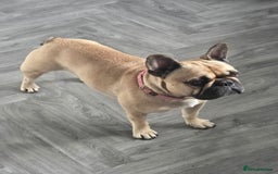 French Bulldog dogs for sale: ❤️Breeding pair of lovely Frenchies❤️ - Image 3