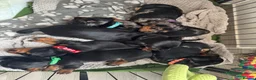 Miniature Dachshund dogs for stud: STUD Mini Dachshund  - Advert 8