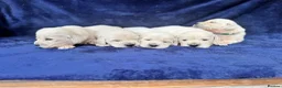 Golden Retriever dogs for sale: Stunning Cream, KC reg, health tested Puppies - Advert 26