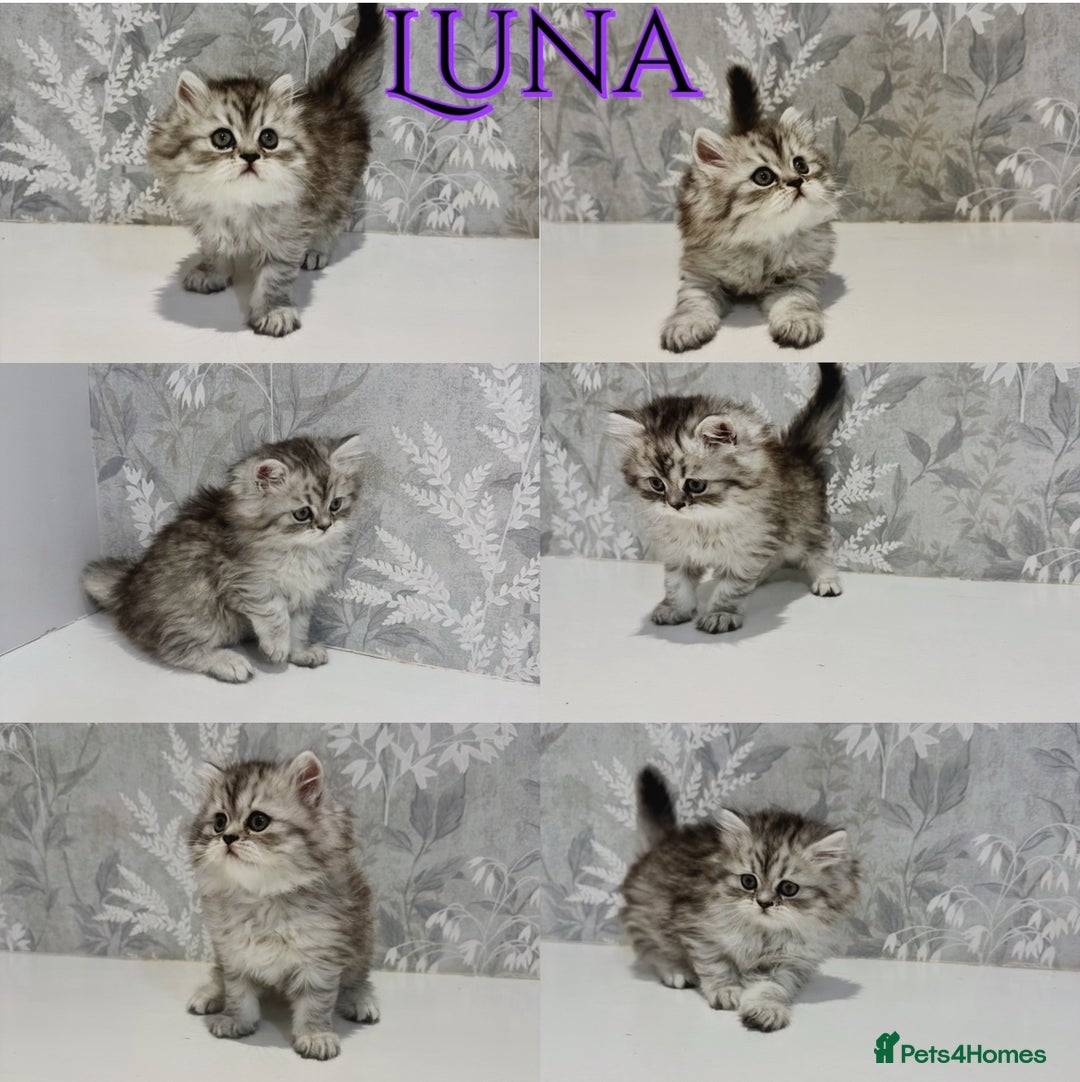 Persian cats for sale: Pure Breed Doll Faced Persian Kittens –Home Raised - Advert 5