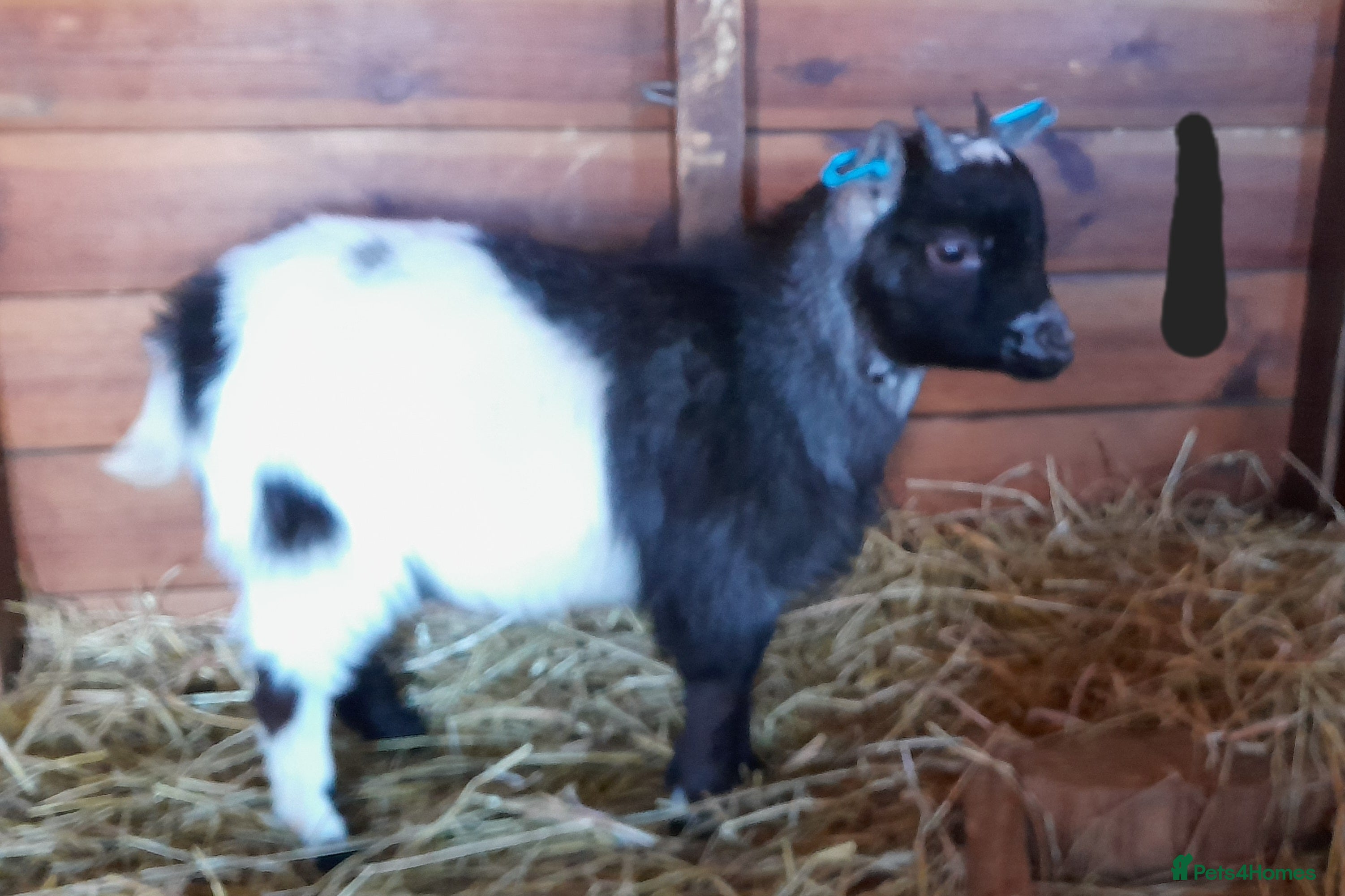 Goats livestock Pygmy goats - Advert 5