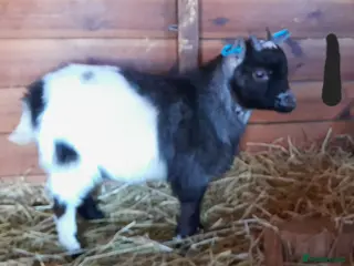 Goats livestock Pygmy goats - Advert 5