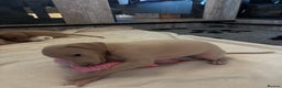 Italian Greyhound dogs for sale: Exceptional Italian Greyhound Puppies - Advert 11