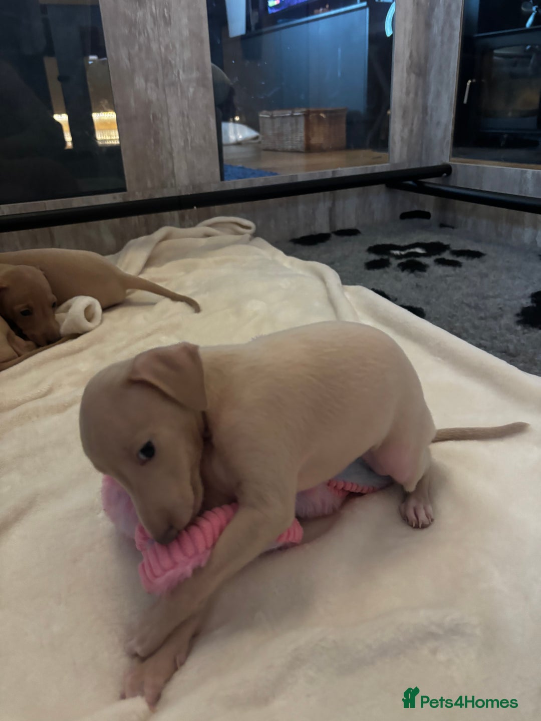 Italian Greyhound dogs for sale: Exceptional Italian Greyhound Puppies - Advert 11