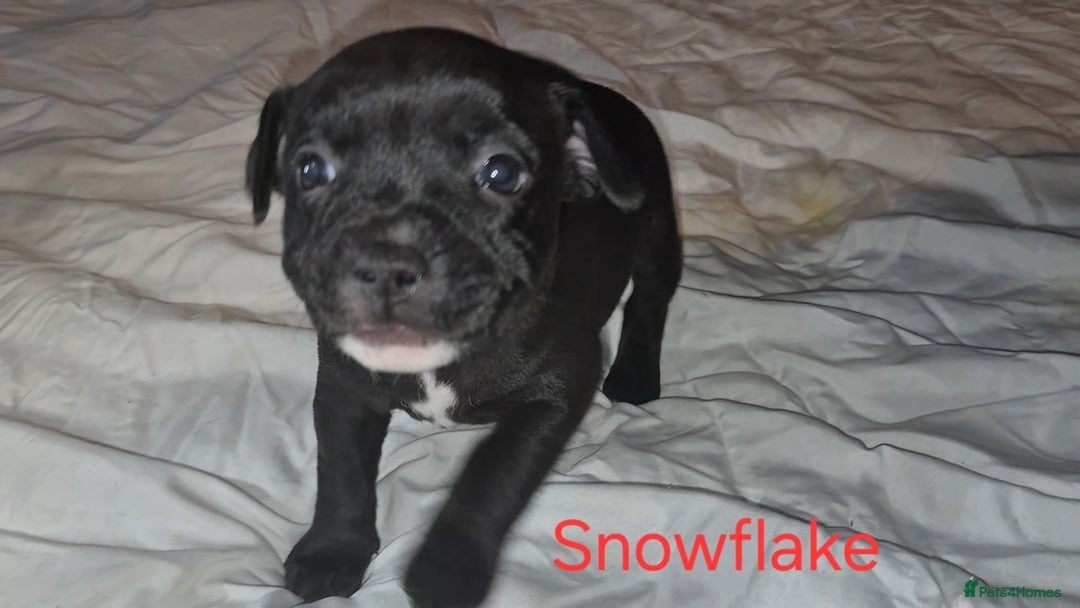 Staffordshire Bull Terrier dogs for sale: Exceptional Staffy Bull Terriers– Valglo Bloodline - Advert 20