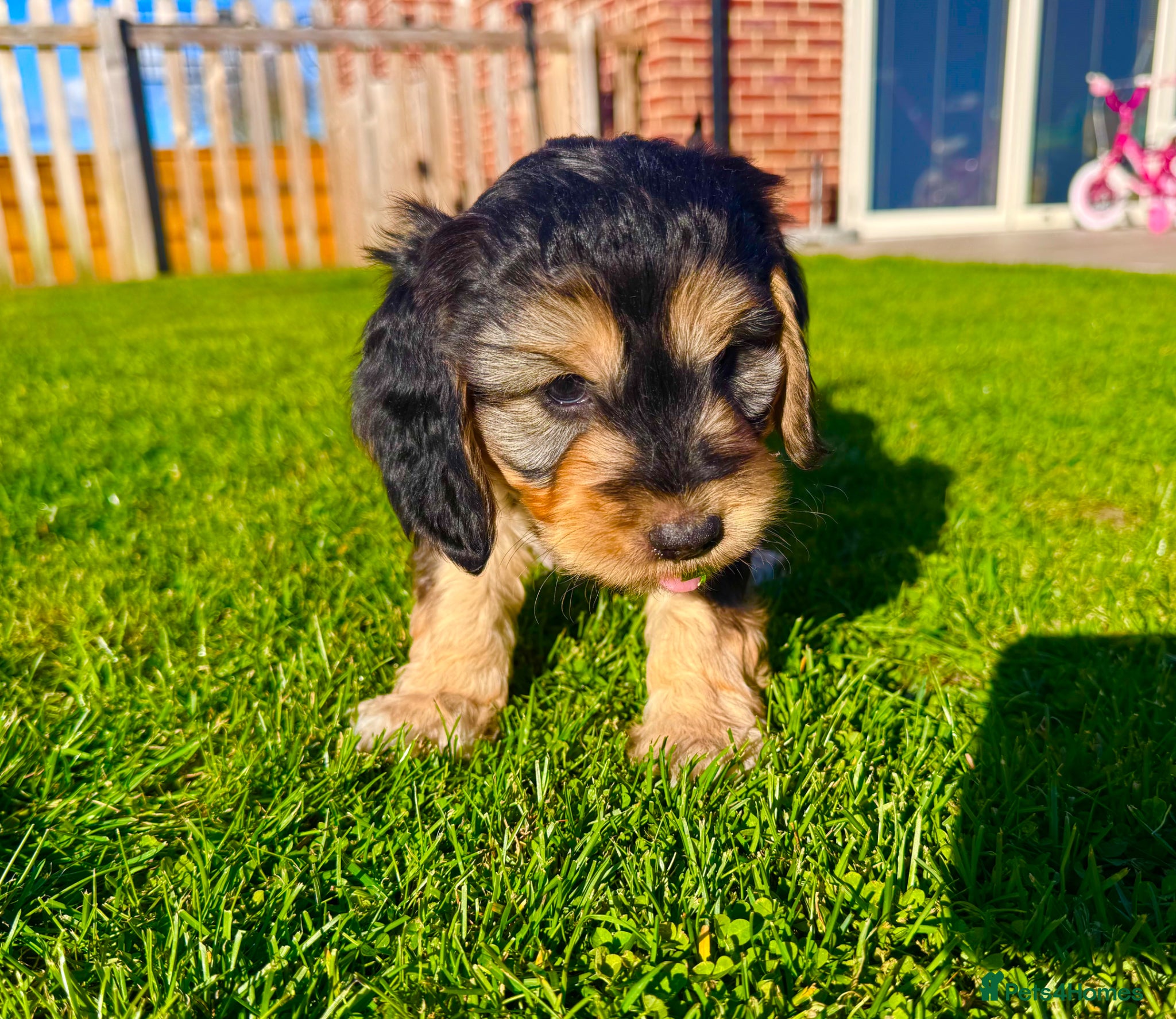 Schnoodle dogs Beautiful Schnoodle Puppies 🐾🐾🐾 - Advert 4