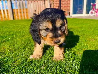 Schnoodle dogs Beautiful Schnoodle Puppies 🐾🐾🐾 - Advert 4