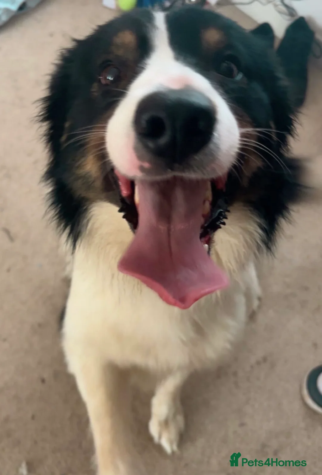 Border Collie dogs for stud: 💥FOR STUD💥 Border Collie in Fraserburgh - Advert 1