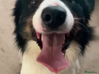 Border Collie dogs 💥FOR STUD💥 Border Collie - Advert 2