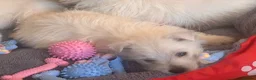 West Highland Terrier dogs for sale: Beautiful West Highland Puppies - Advert 14