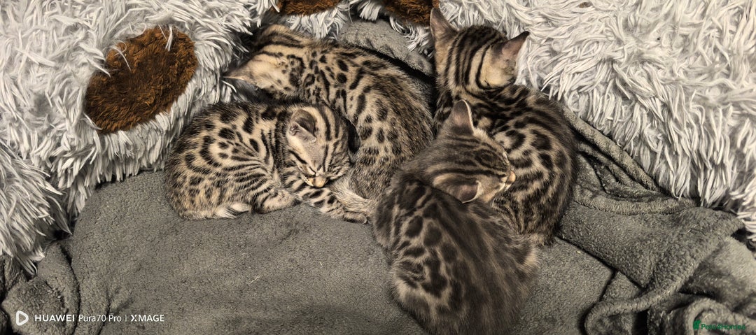 Bengal cats for sale: Sweet Bengal Kittens For Sale  - Image 10