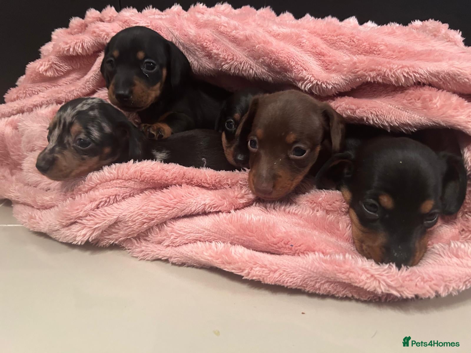 Miniature Dachshund dogs Beautiful dapple & Black and Tan PRA clear boys  - Advert 13