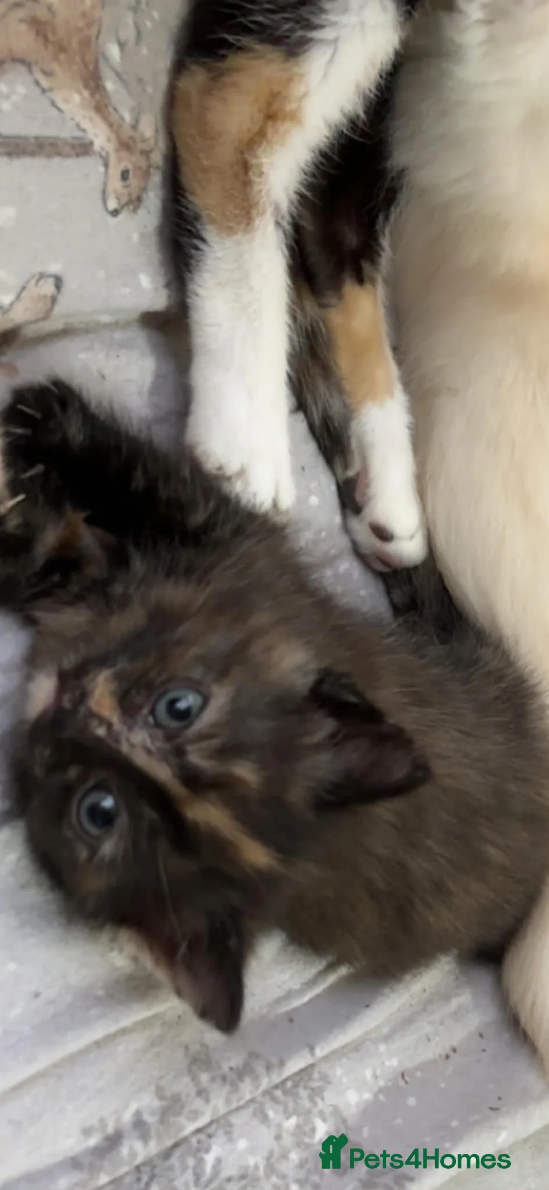 Mixed Breed cats for sale: 4 half ragdoll kittens  - Advert 3