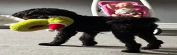 Cavapoo dogs for sale: Maisie moo - Advert 19