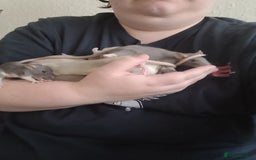 Rat rodents for sale: Male and female rats ❤️💙 - Image 12