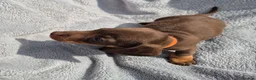 Miniature Dachshund dogs for sale: Gorgeous KC Reg, PRA Clear miniature dachshunds - Advert 20