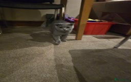 British Shorthair cats for sale: British ShortHair with Scottish Fold  - Image 1