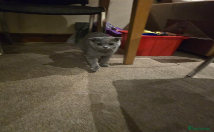 British Shorthair cats - Advert 1