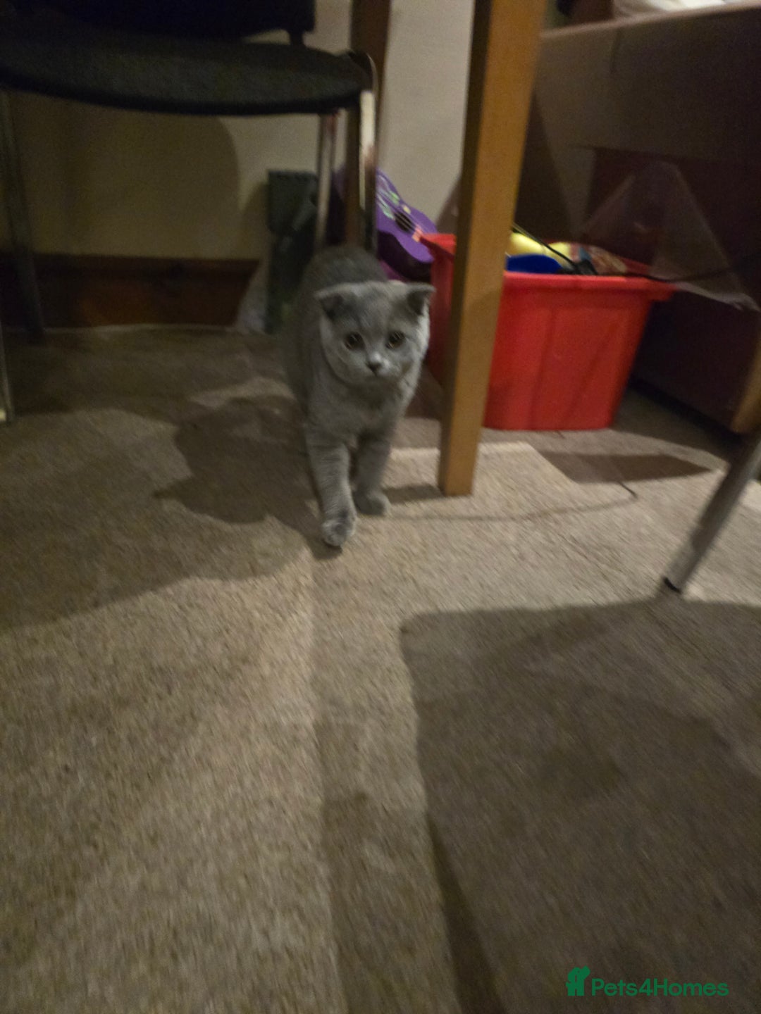 British Shorthair cats for sale: British ShortHair with Scottish Fold  - Image 1