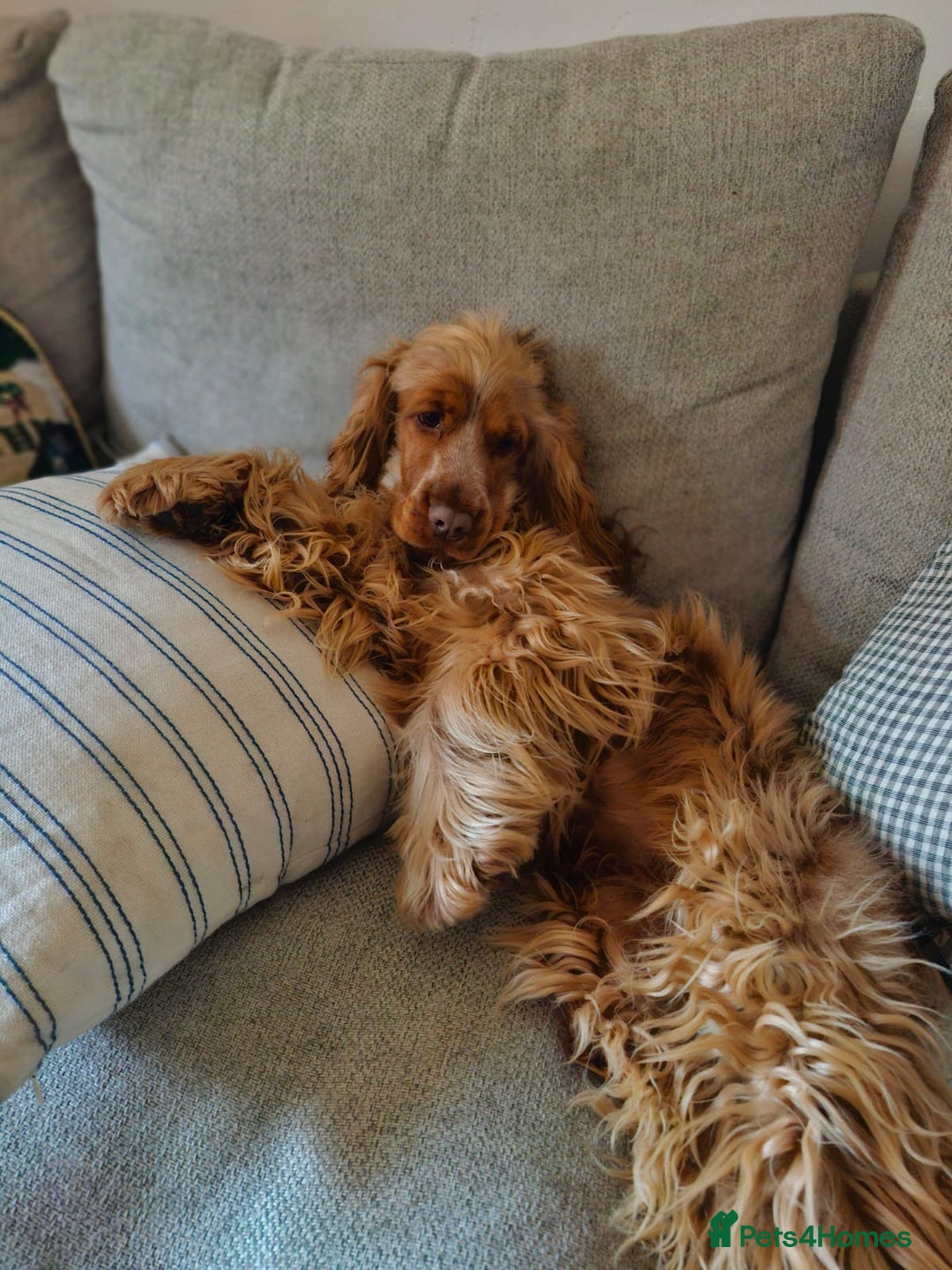 Cocker Spaniel dogs for sale: KC cocker spaniel for rehome  - Advert 2