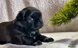 Shih Tzu dogs for sale: ♥️ Adorable Shih Tzu Puppies FoR sALe ♥️ - Image 19