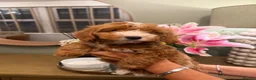 Maltipoo dogs for sale: LAST TWO AVAILABLE - Stunning Maltipoo babies  - Advert 11