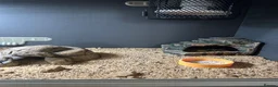Leopard Gecko reptiles for sale: Female Leopard Gecko and Complete Set-Up in Chelmsford - Advert 5